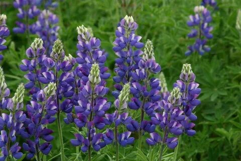 Lupin Avalune Blue Flowers Seeds Kings Seeds