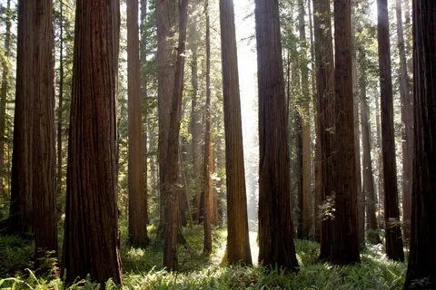 Coast Redwoods (Sequoia sempervirens) forest at dusk, north 