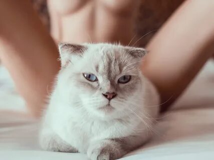Фото голой кошки (208 фото) - фото - картинки и рисунки: ска