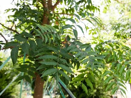 Chinese Pistachio Tree - Dallas, Texas - Treeland Nursery