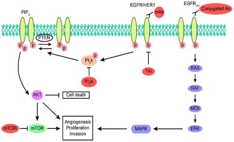 Cells Free Full-Text Advances in Targeting the Epidermal Gro