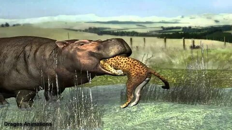 hippo eat leopard - YouTube
