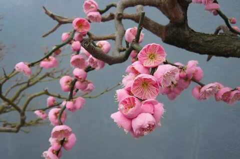 Japanese apricot tree images