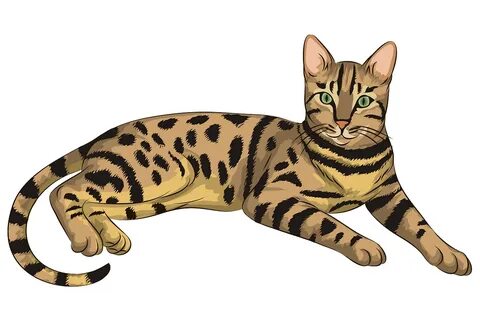 Clipart, cat clipart tabby, tabby, resulution - 1280x848, fi