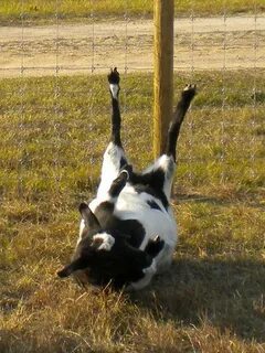 Fainting Goat Memes - Imgflip