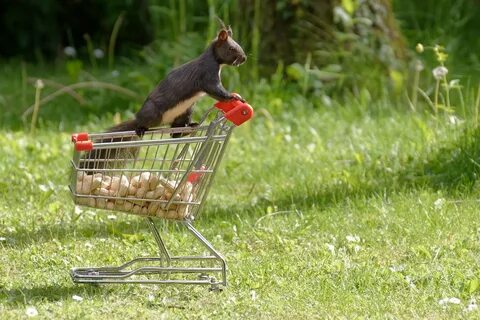 /squirrel+shopping