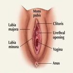 File:Vagina 1.jpg - Wikimedia Commons