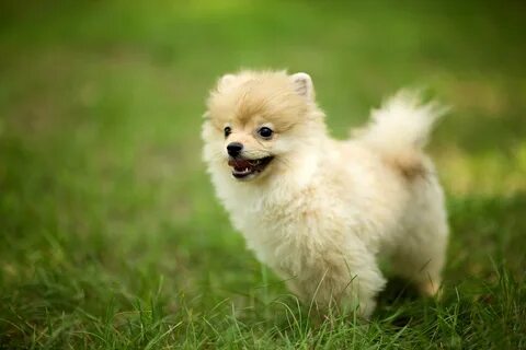Pomeranian Spitz Wallpapers High Quality Download Free