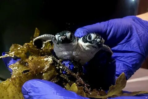 Two-headed turtle born in Malaysia