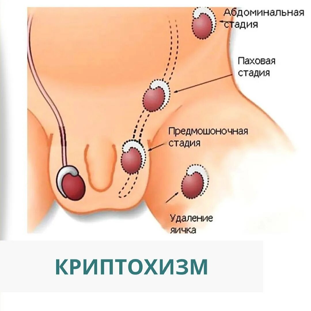 форма яичка члена фото 50