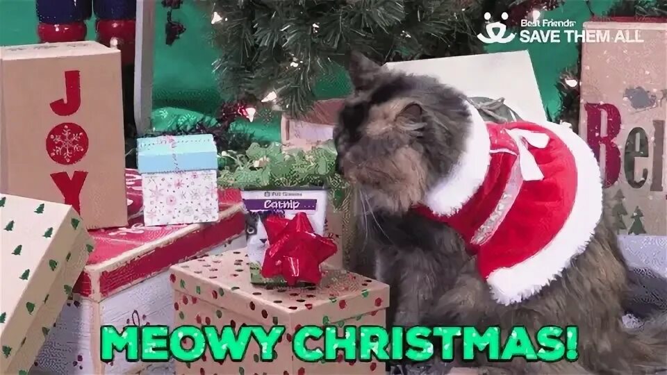 New trending GIF on Giphy Meowy christmas, Christmas cats, A