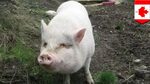 Pet pig: Canadian man apologizes for turning pet pig Molly i