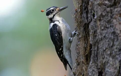 Show Me A Picture Of A Female Woodpecker - Jach Cebby