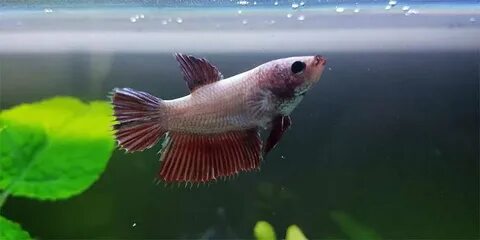 Betta Fish Anatomy - Plus Male And Female Differences - Bett