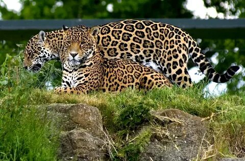 Pair of Jaguar's The jaguar, Panthera onca, is a big cat, . 