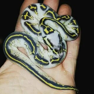 Super Pastel Freeway Ball Python. WOW! Credit: Mutation Crea