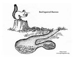 Squirrel (Red) Burrow Coloring Page