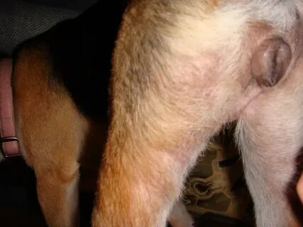Shiba Inu Lump on Belly? Dog Forum