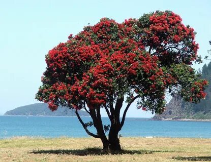 pohutukawa tree pictures - Aztec Media Yahoo Search Results 