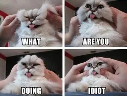 Facelift Funny cat memes, Memes funny faces, Funny cat photo