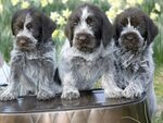Wirehaired Griffon Terrier Related Keywords & Suggestions - 