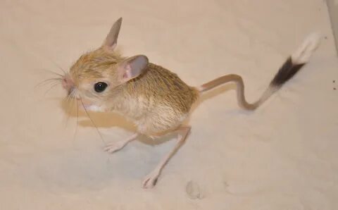 How to tame jerboa