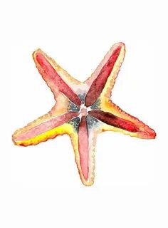 starfish animal watercolor painting art print by MundoMeo Wa