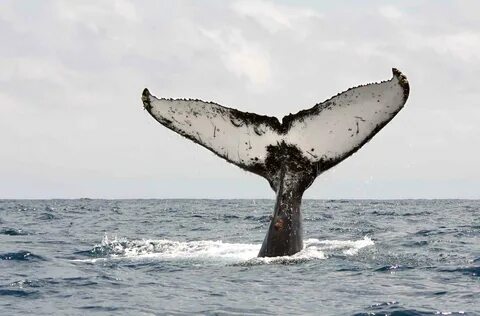 12 Facts You May Not Know About Humpback Whales