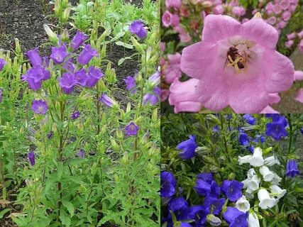 Photo Gallery: campanula medium 1 About-garden.com