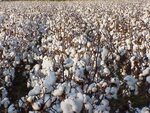 Pictures Of Cotton Plants - Sowing Cotton Seeds: Learn Which