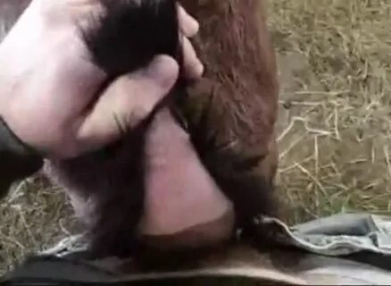 Gaybeast Female Goat Gay Zoo Porn Petlust Men Fuck Animals -