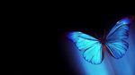 Butterfly Wallpaper (70+ images)