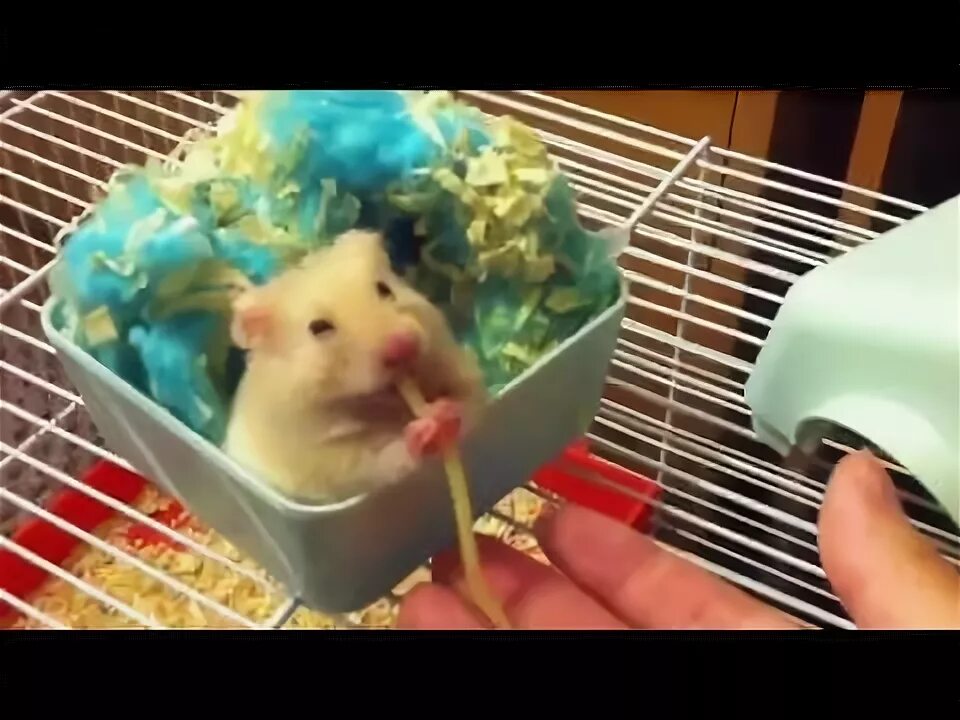 Hámster comiendo spaguettis
