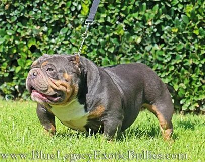 Pitbull Puppies For Sale Ca - Inspiration Guide