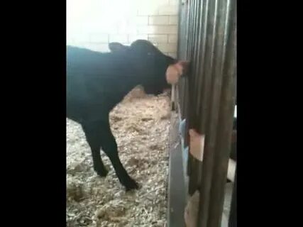man eating calf - YouTube
