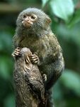 Pygmy Marmoset Pygmy marmoset, Animals beautiful, Marmoset m