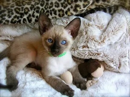 "Siamese" Cats For Sale Newark, NJ #255327 Petzlover