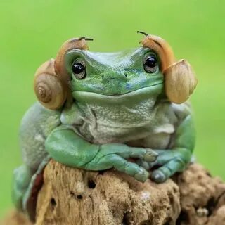M. Bra. Rilo Ranas y auriculares de caracol 🐌 Frog, Tree fro