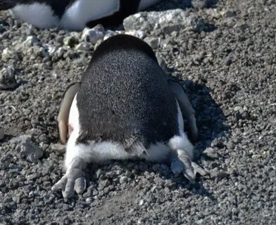 B, Worlds worst penguin 🐧 в Твиттере: "Sometimes I just loaf