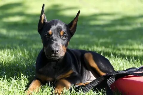 At What Age Can You Start Training A Doberman Puppy - Inspir