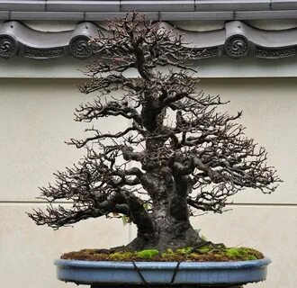 Pin by Johan Lim on BONSAI ART Wisteria bonsai, Bonsai, Bons