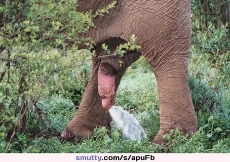Sexo de elefante