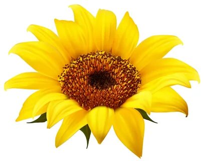 Sunflower PNG Image - PurePNG Free transparent CC0 PNG Image