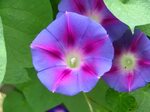 Morning Glory wallpapers, Earth, HQ Morning Glory pictures 4