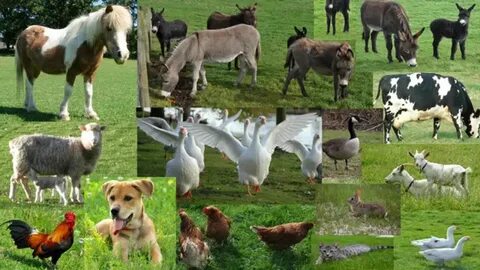 Domaće životinje - Domestic animals - Ekipa za pet - YouTube