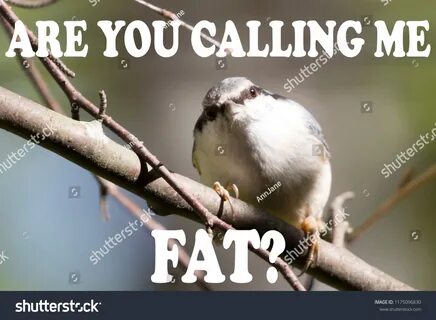 Bird Memes You Calling Me Fat Stok Fotoğrafı 1175096830 Shut