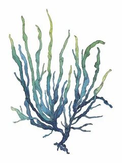 Image result for seaweed painting Dessin floral, Art de la p