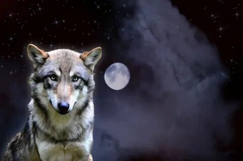 Nightwolf (2500x1656) via www.allwallpaper.in Beautiful wolv