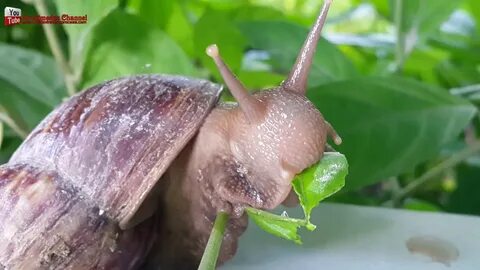 Big Snail eating fruits and vegetables a snail eating. WHAT 