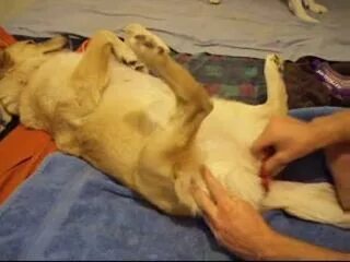 Man Creampies Female Dog